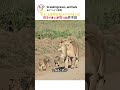 言うことを聞かない子ライオンに 母ライオンが取った 最終手段
