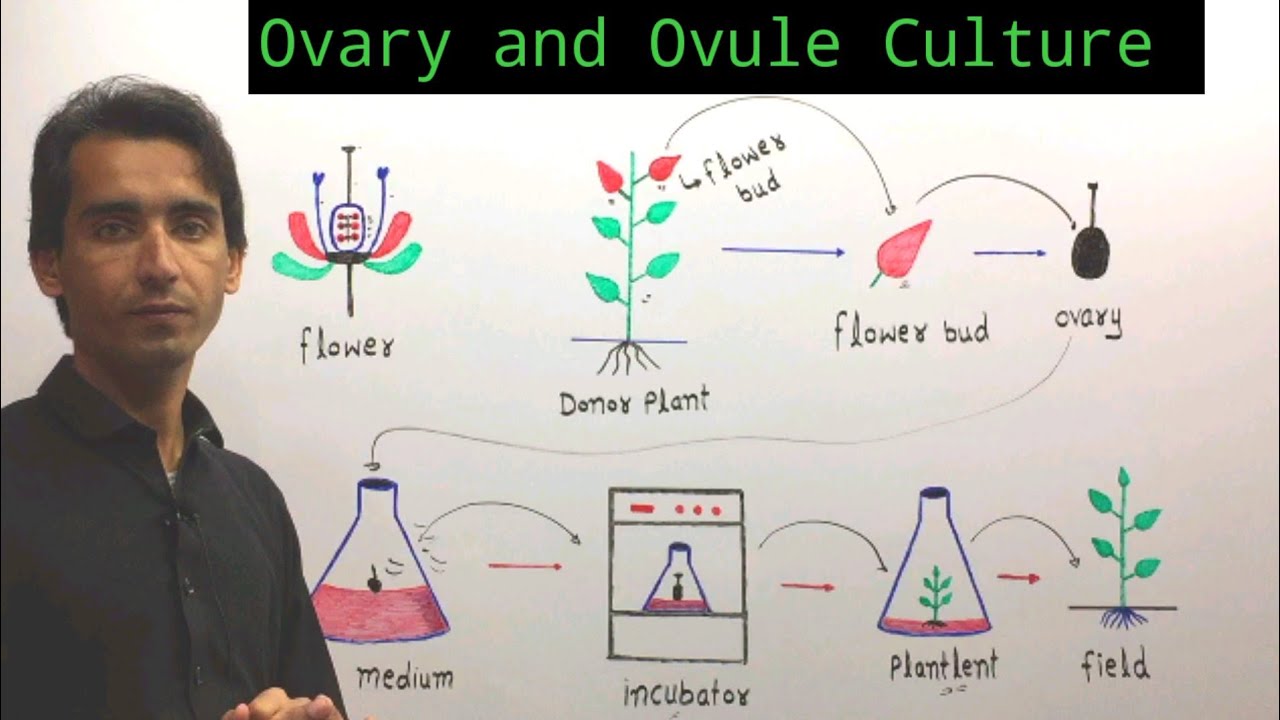 Ovary Culture And Ovule Culture | Plant Tissue Culture | Lec.28