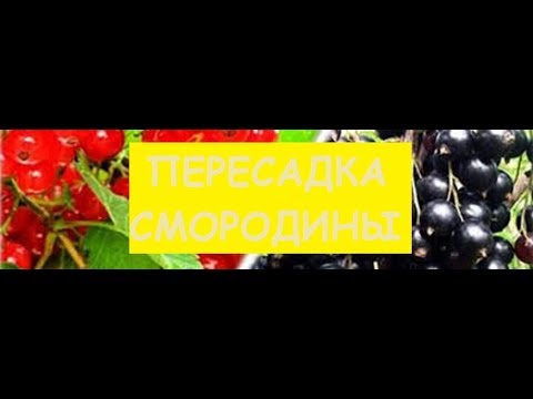 пересадка кустов СМОРОДИНЫ (простой способ)/transplanting CURRANT bushes [easy way]