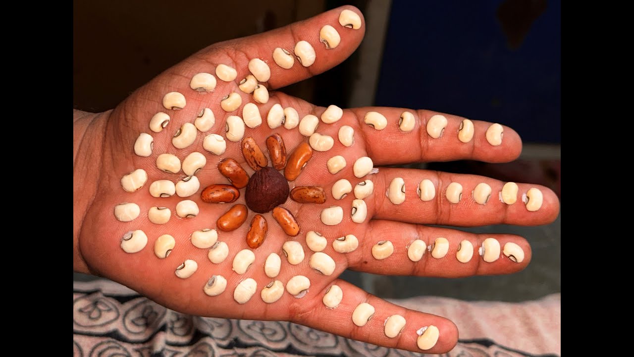 Tick Removal Made Easy, Tick-Free Life #ticktickpick #tick #asmr # ...