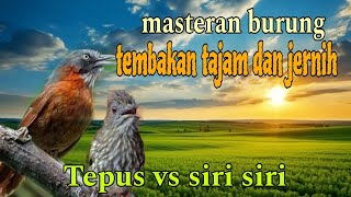 Masteran burung tembak tajam dan jernih ❗ Tepus dan siri siri kecil 🔥