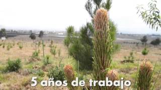Predio Consolidado de Sensient Colors Toluca