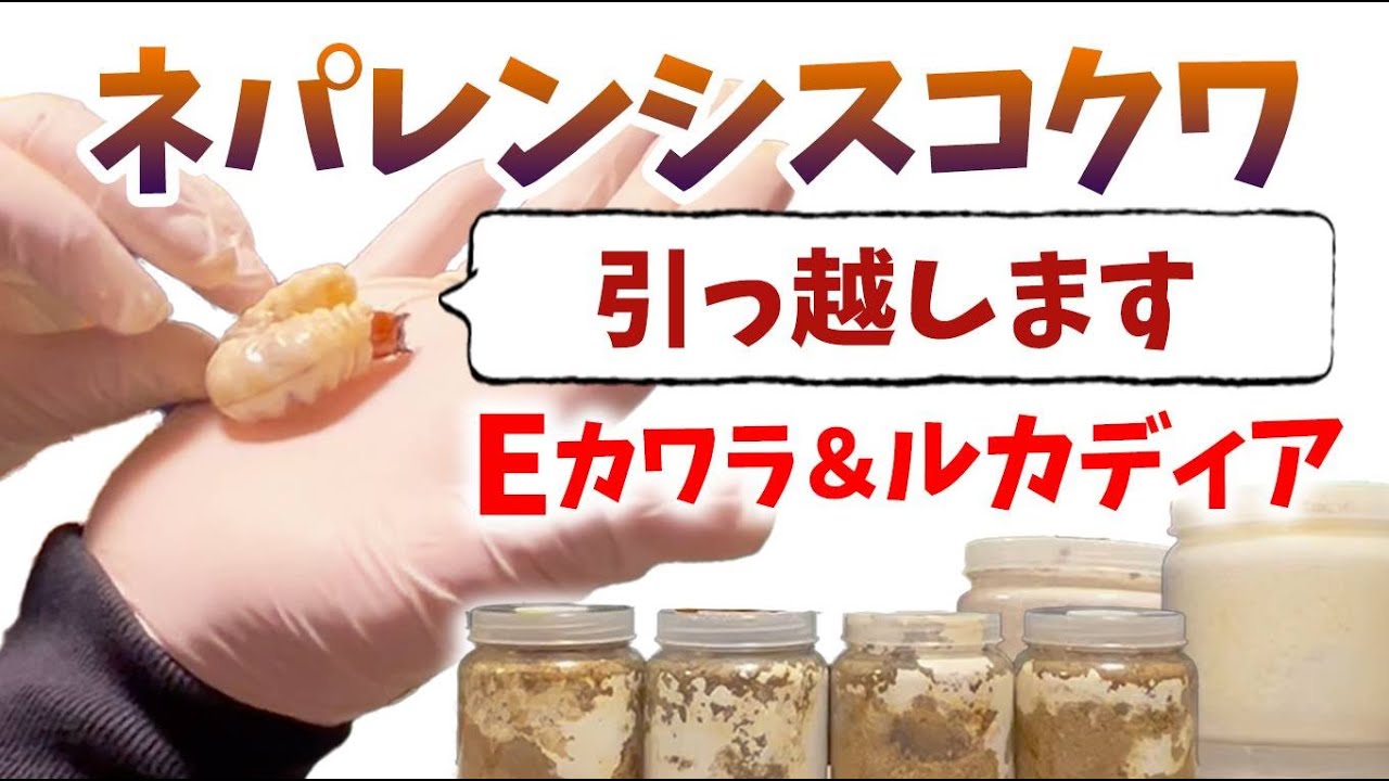 【ネパレンシスお引越し】Eカワラ＆ルカディアへ800ボトル→1400ボトルにお引越し！