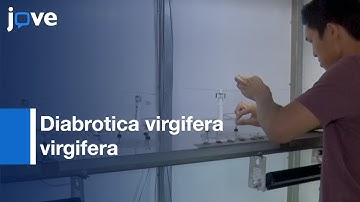 Measure Flight Propensity & Performance-Western Corn Rootworm (LeConte) l Protocol Preview