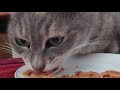 猫のお食事:ご飯を美味しそうに食べるココアちゃん。　#Shorts