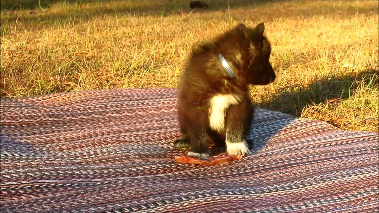 Tala's wolfdog pups eating steak...www.wolfdogpuppylove.com - YouTube