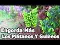 Como Hacer Que Los Guineos Y Platanos Engorden Mas