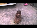 ワシミミズクのワンパターンな一日　ゴキブリ歩き有り？