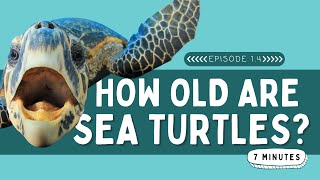 How Old Are Sea Turtles?