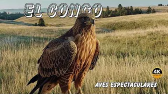EL CONGO: Las AVES Más Exoticas  y LEGENDARIAS Del Planeta | Documental Episodio 1