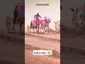 पैलवान 4949 👑#viralvideo #bailgadasharyat #vita #village #shorts #ytshorts #baka #bullfarm #cow