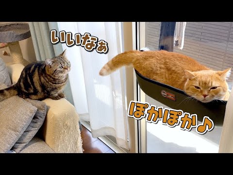 怖がりのくせに兄猫の真似がしたい弟猫が可愛い…！