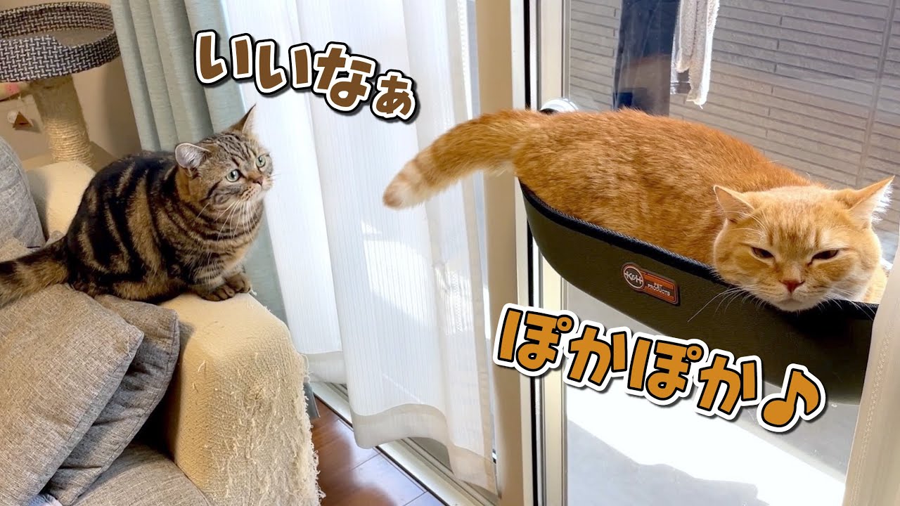 怖がりのくせに兄猫の真似がしたい弟猫が可愛い Youtube