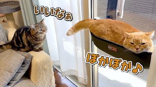 怖がりのくせに兄猫の真似がしたい弟猫が可愛い…