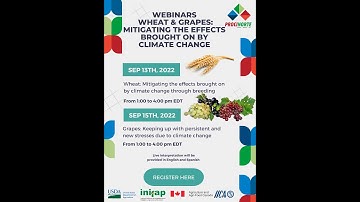 Wheat: Mitigating the effects brought on by climate change through breeding