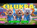 Pok Ame Ame Butterfly Grasshopper Peek Abo Cute Cat Peek Abo Viral 
