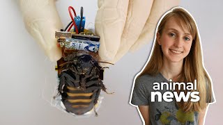 Cyborg cockroaches could be the first responders of the future | CBC Kids News