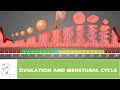 OVULATION AND MENSTURAL CYCLE