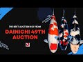 Dainichi 49 koi auction
