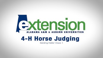 4-H Horse Judging:  Gelding Halter Class 1