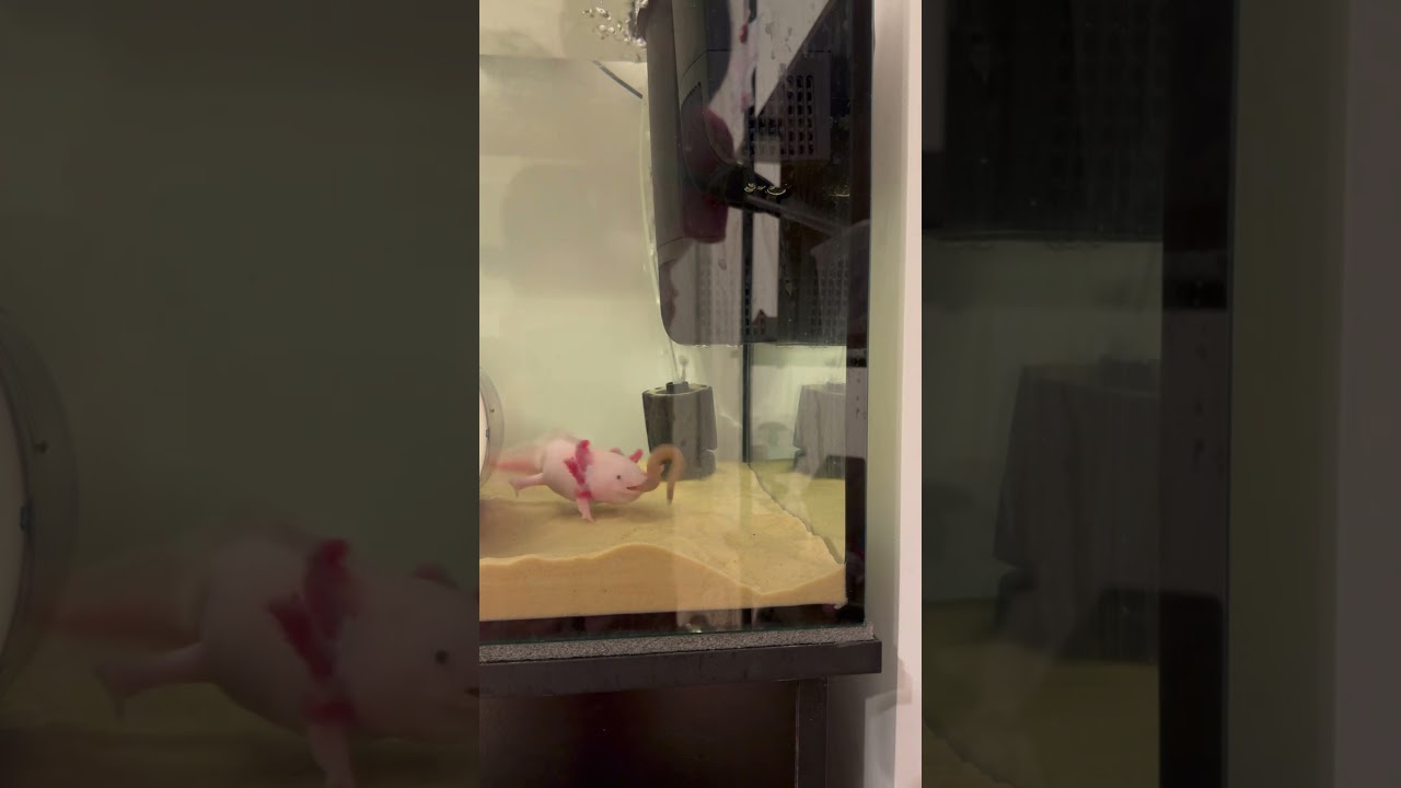 My Pet Axolotl vs Giant Earthworm