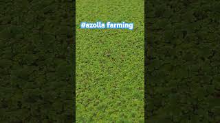 #azollafarming #fyp #homestead #chickenfarming #freeranch #homestead #panama#backyardchickens