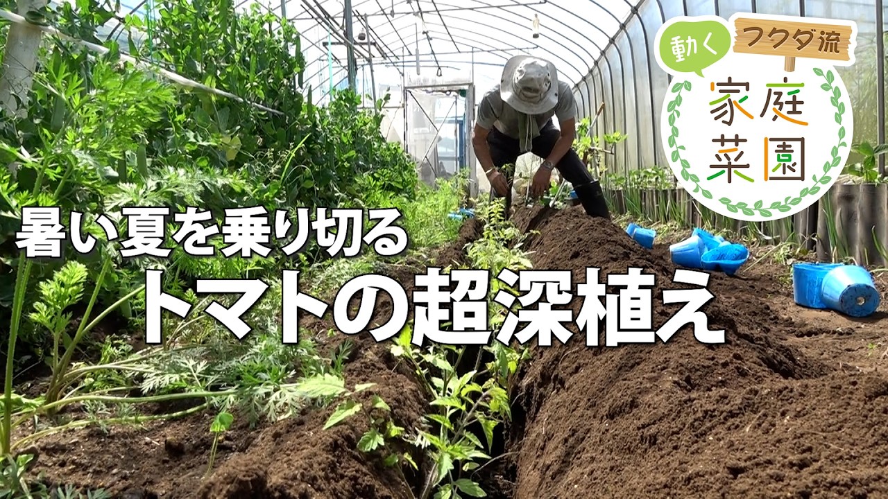 Home Gardening] Heatwave Countermeasures: Extra-Deep Planting of