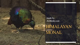 Himalayan Monal / Impeyan Monal / Impeyan Pheasant [Lophophorus Impejanus]