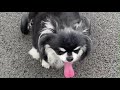 チワワのさくらちゃん　犬用車椅子で歩く