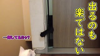 必死に引戸を開けようとする、黒猫ビター