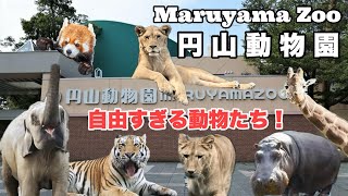【癒しの楽園】札幌円山動物園に行ってみよう【Maruyama Zoo】