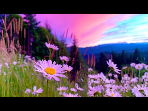 Beautiful Instrumental Hymns Peaceful Relaxing Music Morning Meditations By Tim Janis Beautiful Instrumental Hymns Peaceful Relaxing Music Morning Meditations By Tim Janis