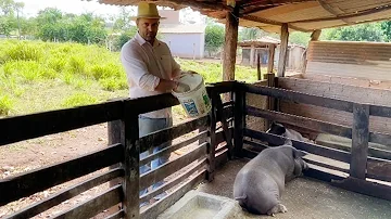 Como fazer ração para porco caipira?