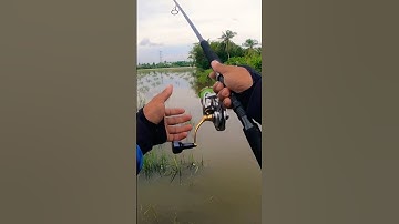 Câu cá lóc mùa lũ #fishing #lure #casting #caucaloc #shimano #cauca #fish #luerfishing