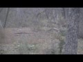 WHITETAIL DEER HUNTING 2012- david's long horned spike