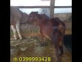 25/9 bán đực kem. 10.5 tr. bò mồ côi. 4 tr 200. lh 0399993428