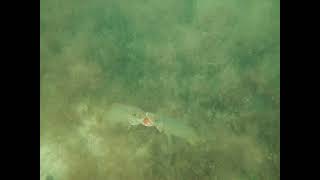 Fish Fight caught on camera KEY LARGO