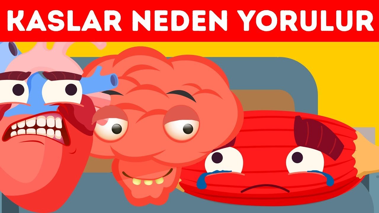 insan vücudu organları Neden Kaslarınız Yorulur Ama Beyniniz Yorulmaz