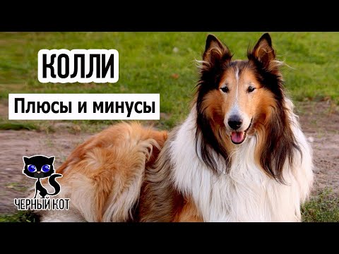 ✔ Колли плюсы и минусы породы. 7 причин завести колли