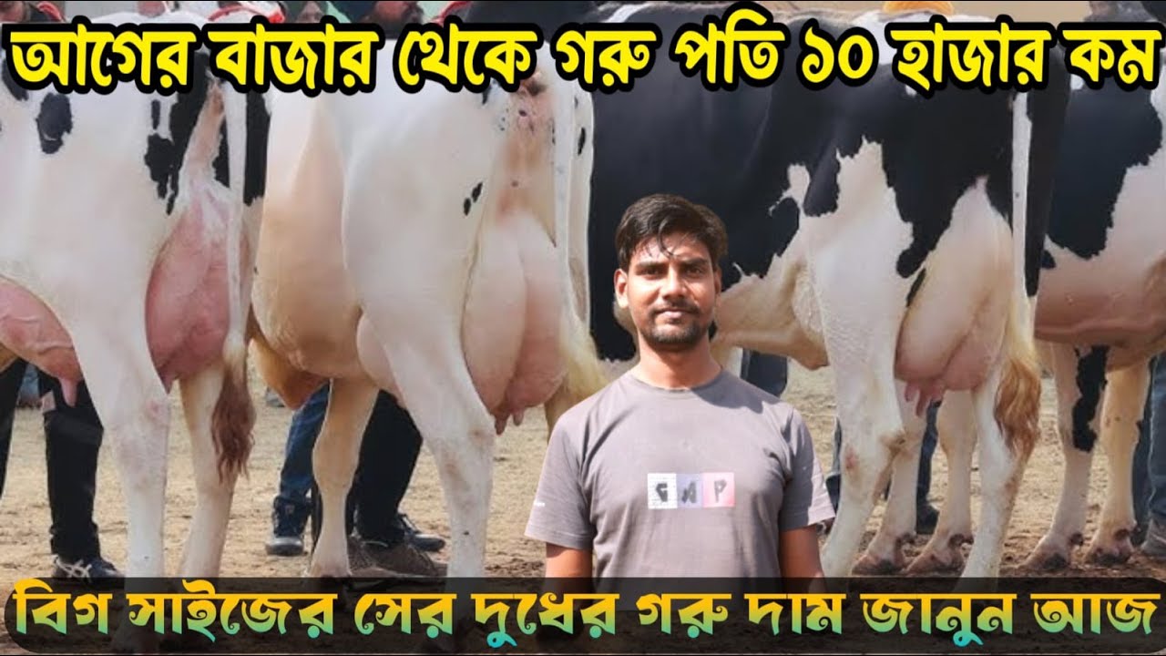 গরু পতি ১০/২০ হাজার কম এখন। বিগ সাইজের সের দুধের গরুর দাম জানুন। বাচ্চা ছাড়া দুধের গরু দেখুন