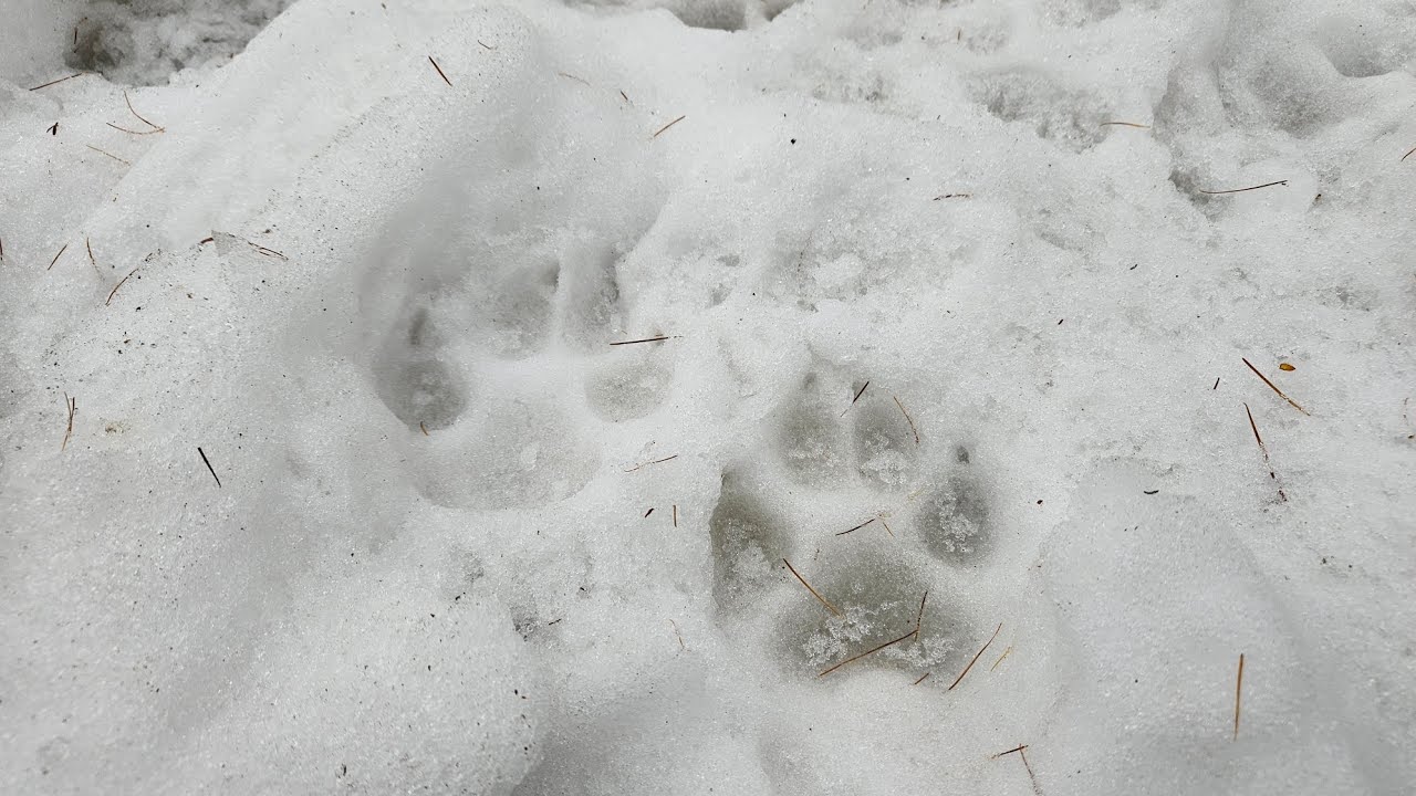 Tropem wilka na Jaworniki - Bieszczady świąteczne 2023