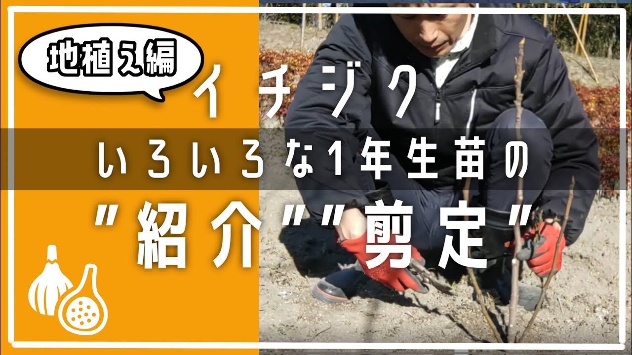 【イチジク】地植え１年目の株立ち苗や、小さな苗の剪定。