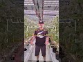 Quick Fixes For Your Commercial Grow