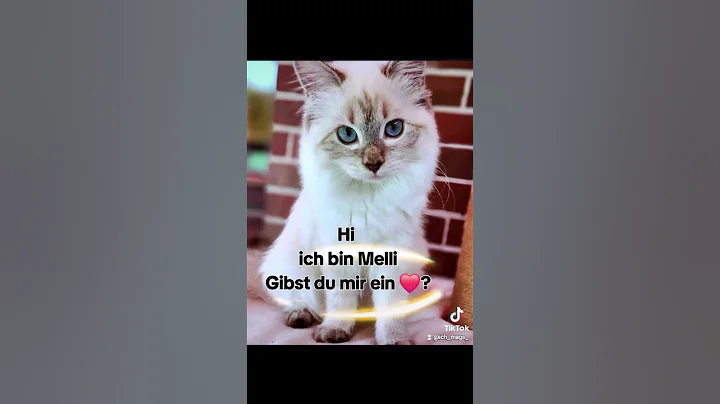 Watch the video about Kitten Ragdoll Blue Lynx Point