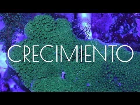 Video: ¿Qué tan rápido crece el coral porites?