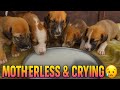💔 Starving Motherless Puppies Crying for Milk 🍼 | Heart-Touching Rescue &amp; Feeding Story ❤️🐾