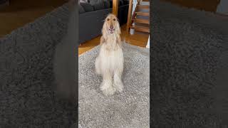 Legolas, the Afghan Hound! #shortswithcamilla