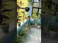 আমার শান্তির ঠিকানা 😇 #balconymakeover #shortvideo  #plants #plantlover
