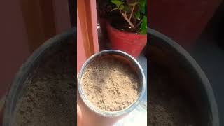 very important for thuja seed germination plant youtubeshorts