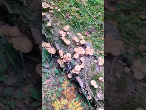 Video: Herbstpilze. Herbstlicher Honigpilz - ein gefährlicher Doppelgänger (Name)